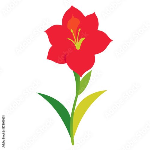 glamorous gladiolus colorful on white background 