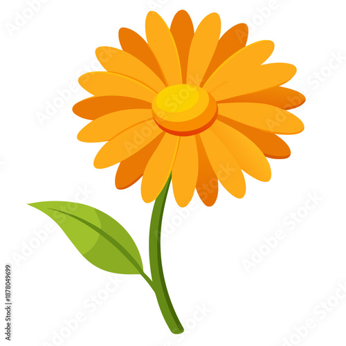 golden marguerite perennial colorful on white background 