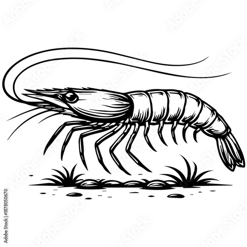 Black and white vintage-style vector illustration of a shrimp (prawn) in side view with long antennae and detailed segmented body, isolated on a white background.