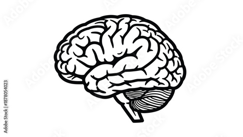 a black and white drawing of a human brain