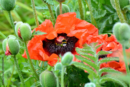garden flowers, poppies, lupines, and wildflowers among them