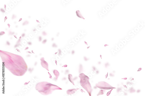 Pink flower petals falling gently against transparent background