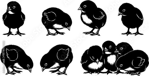 Cute baby chicks' silhouettes collection farm animals.
