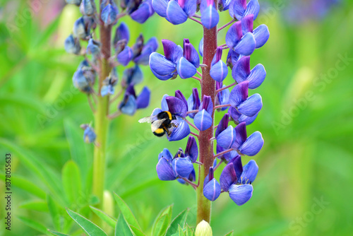 garden flowers, poppies, lupines, and wildflowers among them