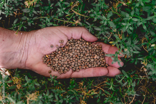 a woman's hand with lentils on a nature background