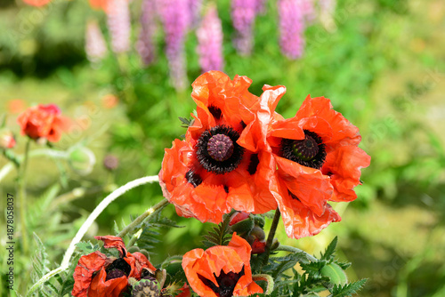 garden flowers, poppies, lupines, and wildflowers among them