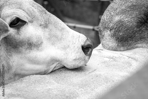 Bull's snout. Ox snout