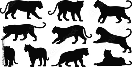Black big cat silhouettes collection showing various poses walking running resting isolated on white background wild animal predator mammal vector illustration set