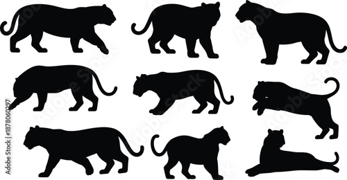 Black panther silhouettes collection showing different poses walking running resting isolated on white background wild feline predator mammal vector illustration set