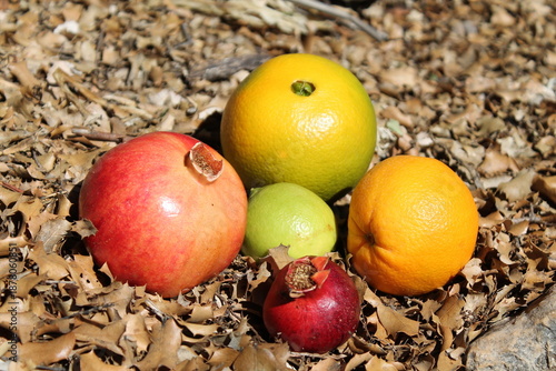 Canvastavla Pomegranate and orange fruits on the autumn dry leaves fall from tree