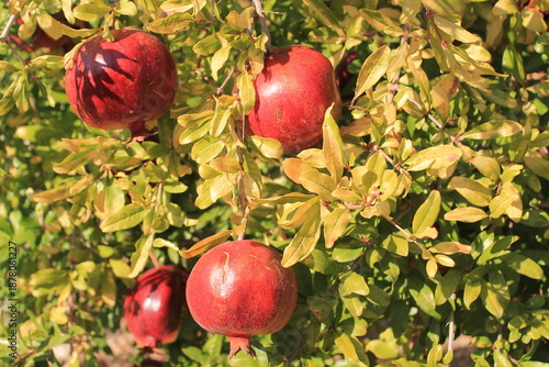 Obraz na plátně Pomegranate fruits on the autumn dry leaves fall from tree