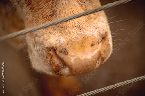 Bull's snout
