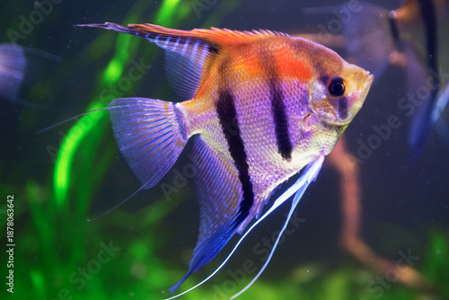 Angelfish swims in an aquarium, a representation of species native to the Amazon basin. Its striking purple and orange hues stand out against the green aquatic background