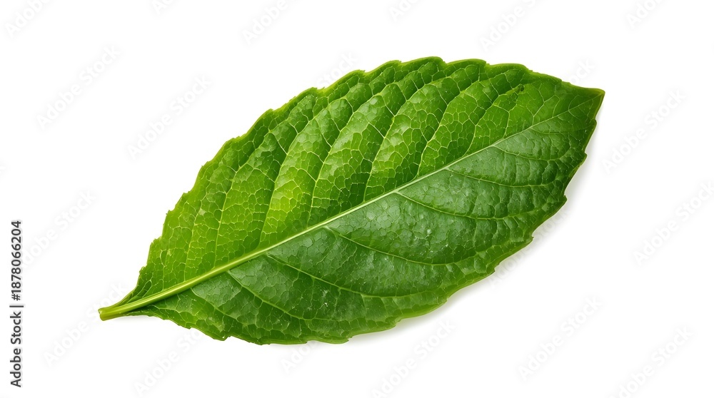 Obraz premium green mint leaf isolated on white