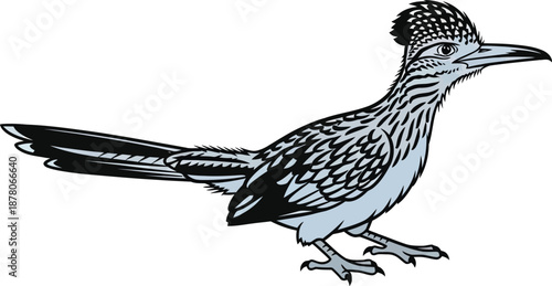 Roadrunner bird standing profile view illustration done in retro black and white cartoon style isolated vector mascot design