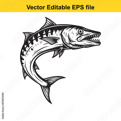 Barracuda fish drawing, predatory marine animal with sharp teeth hand drawn illustration