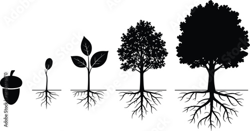 Cartoon oak tree growth stages icon set with acorn, seedling, sapling, and mature tree including root development.