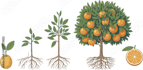 Cartoon orange tree growth stages icon set with seed, sprout, sapling, mature tree, and sliced fruit cross-section.