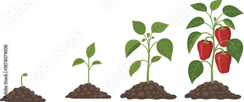 Cartoon pepper plant growth stages icon set with sprout, sapling, mature plant, and ripe red bell peppers.