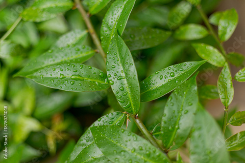 Foliage of the edible plant called ora-pro-nóbis