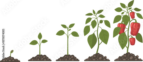Cartoon pepper plant growth stages icon set with sprout, sapling, mature plant, and ripe red bell peppers.
