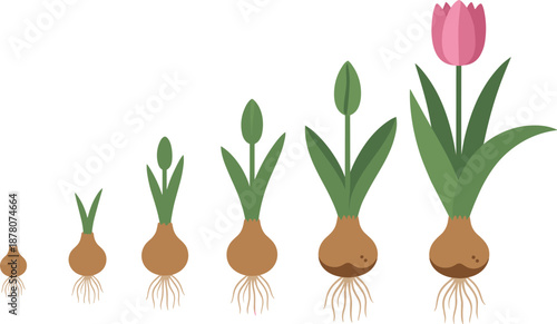 Cartoon tulip plant growth stages icon set with bulb, sprout, bud, leaves, and blooming flower including root system.