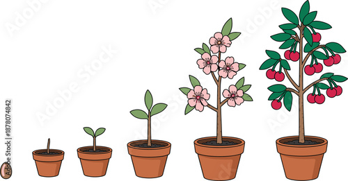 Cherry tree growth stages illustration showing seed germination, seedling development, flowering phase, and ripe fruit production in pots for gardening education