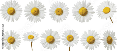 Collection of White Daisy Flowers Vector Illustration Set on White Background