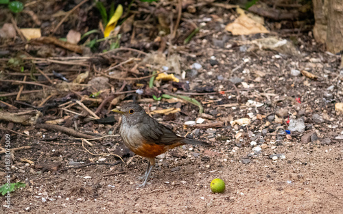 Rufous-bellied thrush in a city park.	