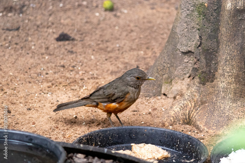 Rufous-bellied thrush in a city park.	