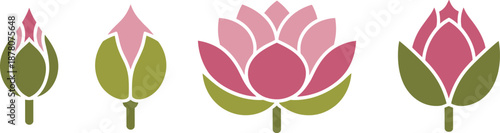Lotus flower growth stages illustration showing bud, opening petals, and full bloom development for botanical education, floral design, yoga, spa, and meditation concepts