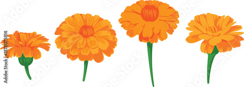 Marigold flower blooming stages illustration showing orange blossom development from bud to full bloom for gardening, floral design, botanical education, and nature decoration