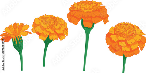 Marigold flower growth stages illustration showing orange bloom development from bud to full blossom for gardening, floral design, botanical education, and decorative nature concepts