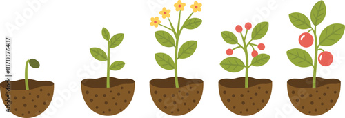 Plant growth stages illustration showing germination, seedling, flowering, fruit formation, and mature plant life cycle for gardening, agriculture, and botanical education concepts