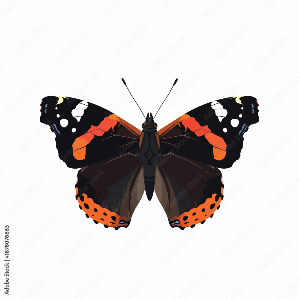 Naklejka premium Red Admiral Butterfly
