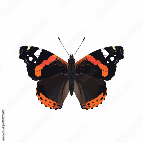 Red Admiral Butterfly