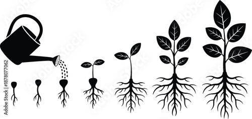 Plant growth stages silhouette illustration showing watering, seed germination, root development, seedling growth, and mature plant lifecycle for gardening and agriculture education