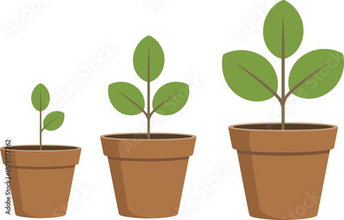Potted plant growth stages illustration showing seedling, young sprout, and mature houseplant development for gardening, indoor plant care, botanical education, and nature concepts