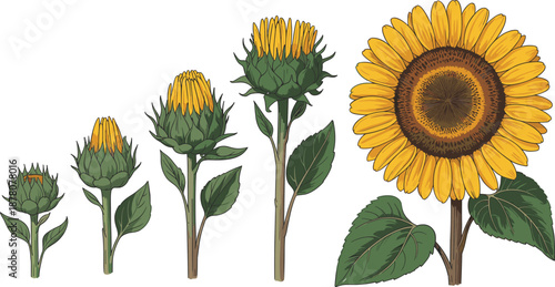 Sunflower growth stages illustration showing bud development, flowering process, and mature sunflower bloom cycle for botanical education, gardening, agriculture learning, and nature design