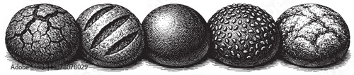 Five different engraved eggs show a variety of textures and surface details against a stark white background, useful for illustrating patterns, designs, or organic concepts.