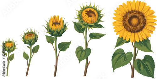 Sunflower growth stages illustration showing bud development, opening bloom, and mature yellow sunflower flower for botanical education, gardening, agriculture, and nature design