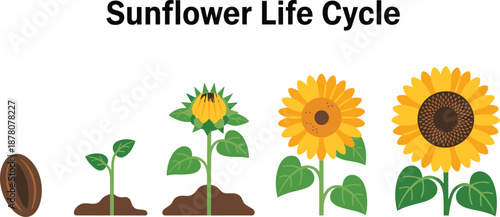 Sunflower life cycle illustration showing seed germination, seedling growth, bud formation, blooming flower, and mature sunflower stages for education, gardening, and agriculture concepts
