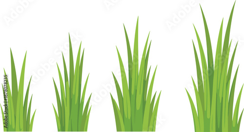 Tall green grass growth stages illustration showing natural plant development from short blades to dense mature grass for landscaping, gardening, nature backgrounds, and ecology design
