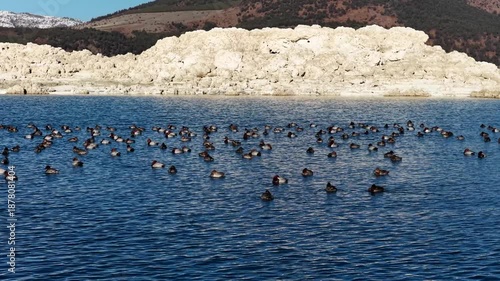 The peaceful sight of a flock of Elmabaş Patka swimming in the turquoise waters of Lake Salda.