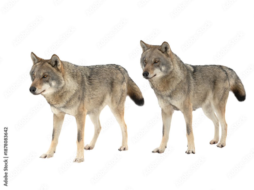 Obraz premium Gray wolfs snow isolated on white background