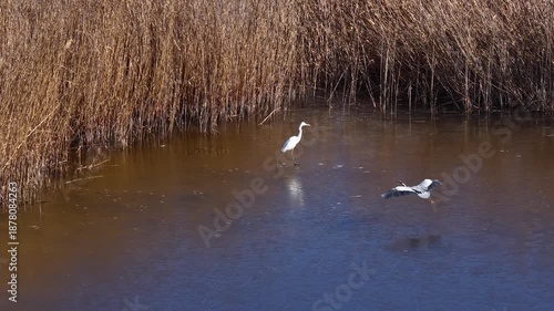 The peaceful moments of white herons and gray herons standing together on a frozen lake in the winter sun. A captivating scene reflecting the tranquility of nature and the golden hues of the reeds.