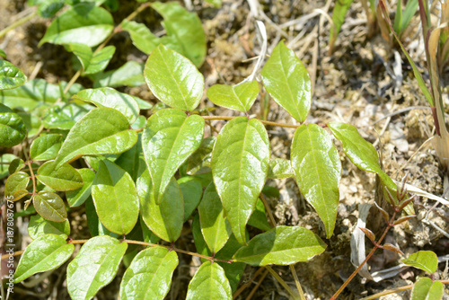 Wallpaper Mural The raceme of Wisteriopsis japonica features butterfly shaped white flowers and grows from leaf axils during July and August This is an authentic photography Torontodigital.ca