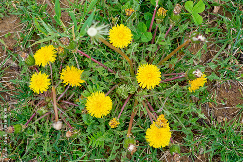 Dandelion cluster in stages
