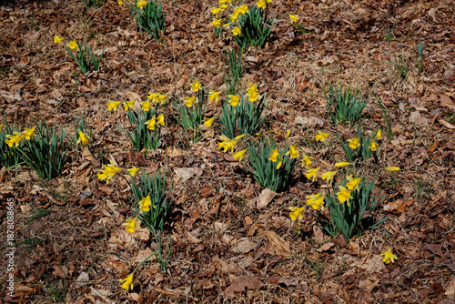 Daffodils growing in the forest