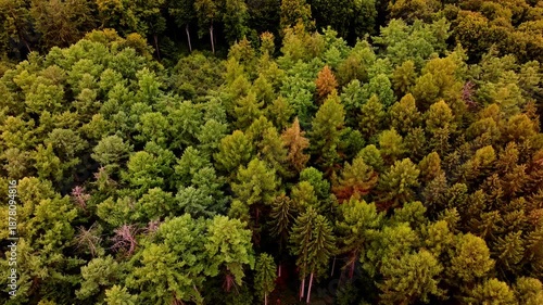 a healthy decidual forest from above 4k 25fps video